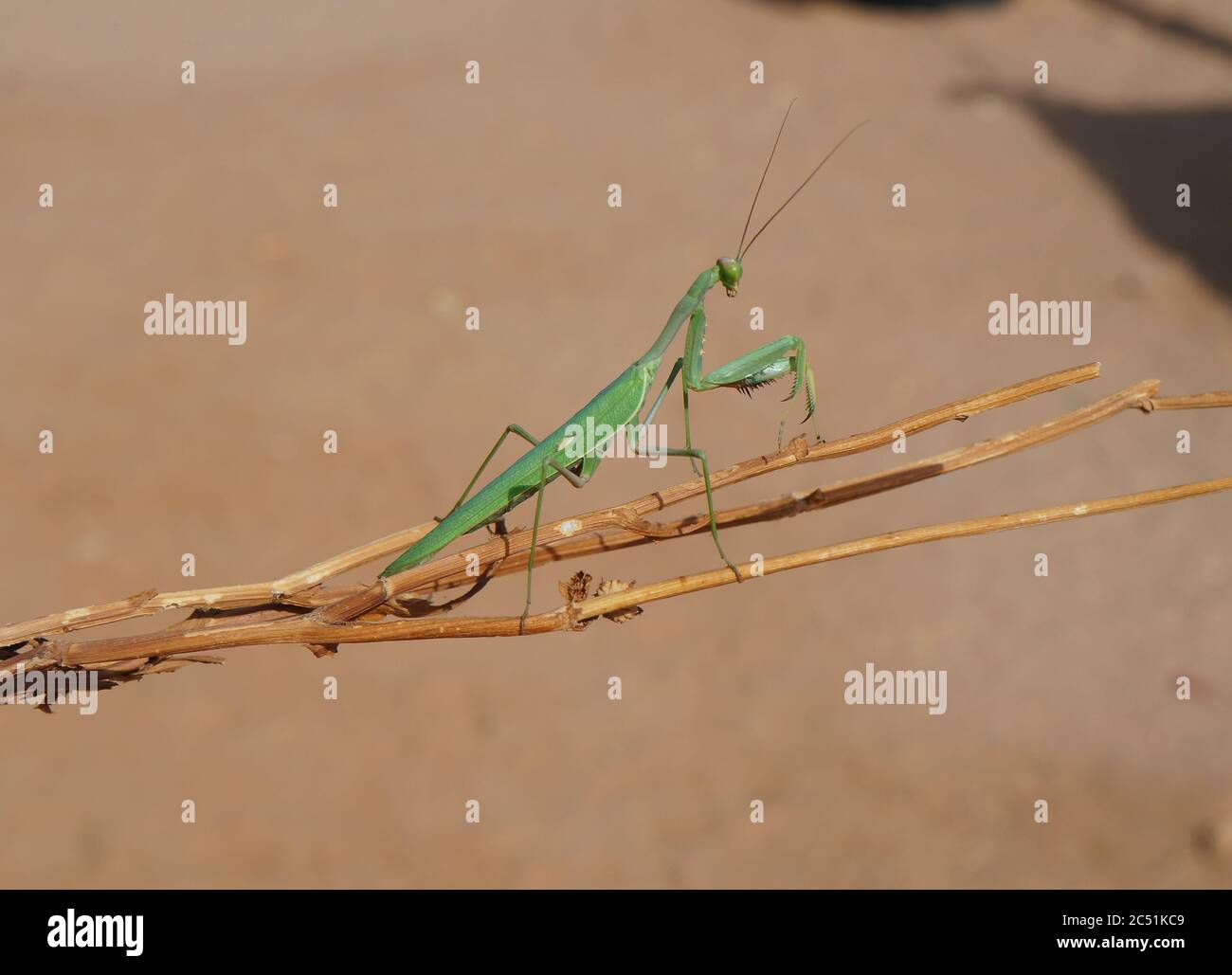 Mantis vert de prière Sphodromantis viridis Banque D'Images