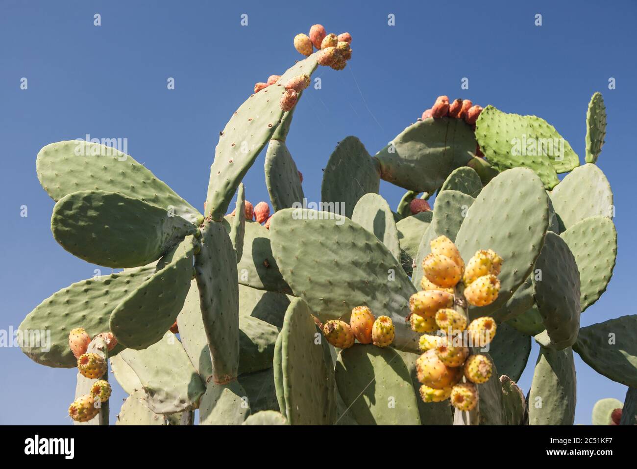 Poire à pickly aux fruits également connue sous le nom de cactus à paddle dans le domaine d'un monastère dans le nord de la Crète Banque D'Images