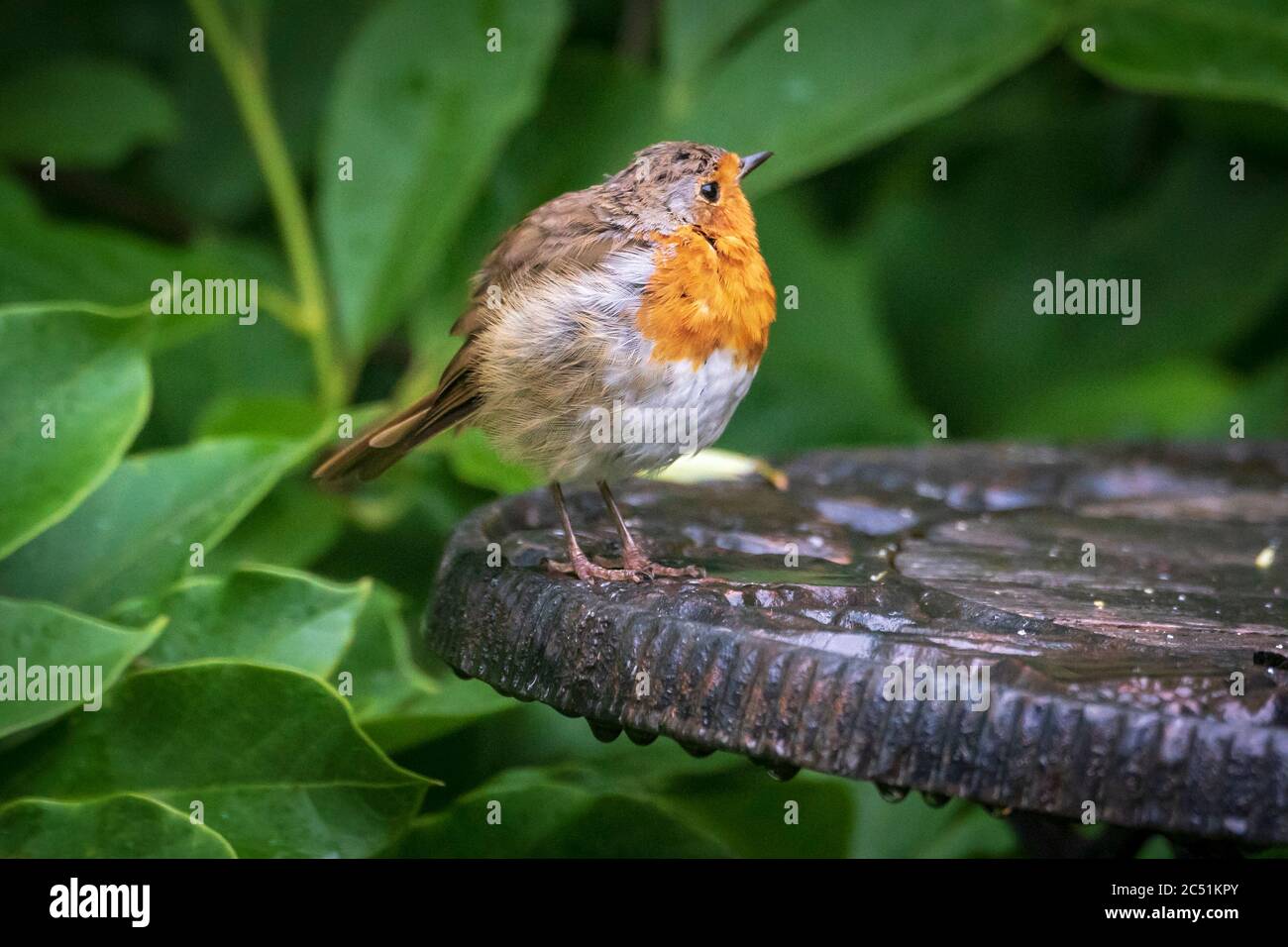 Un Robin humide à l'aspect de plumes soufflés pour sécher. Banque D'Images