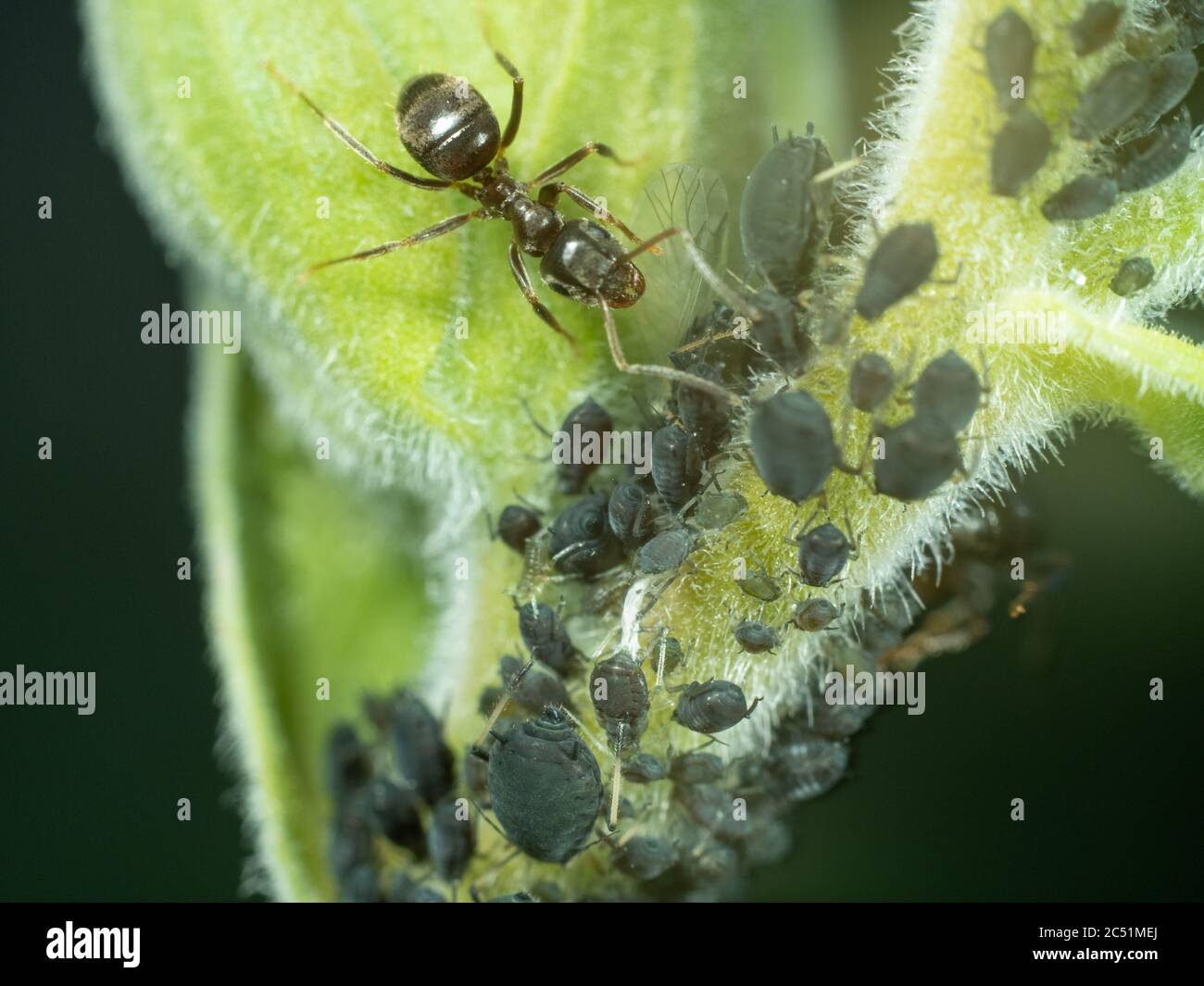 Pucerons de récolte Ant Garden noirs Banque D'Images