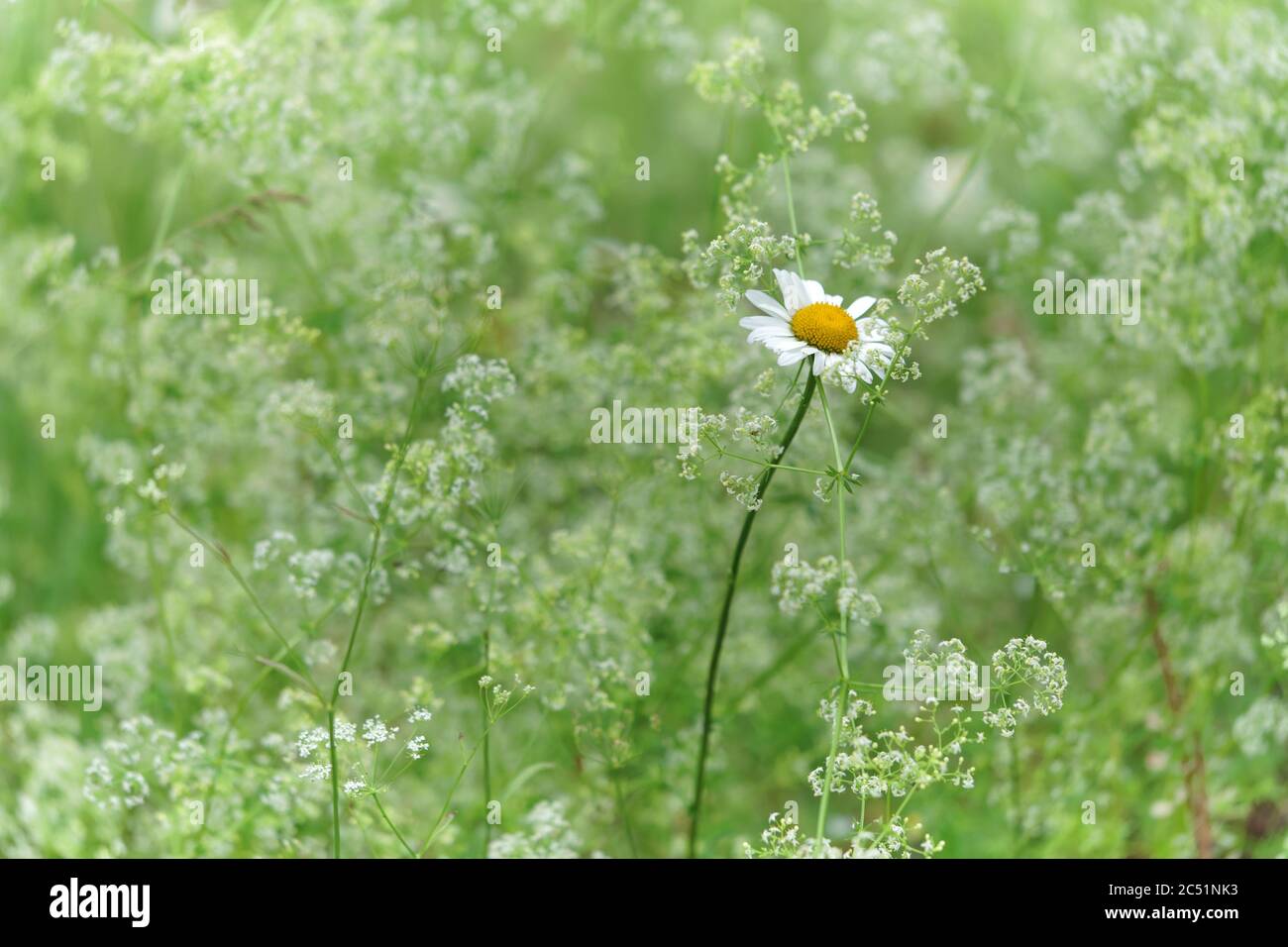 Fleur Marguerite simple avec plantes de prairie en arrière-plan Banque D'Images
