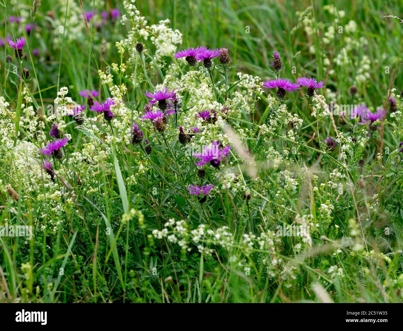 Paille de haie (Galium mollugo) et mauvaise herbe noire (Centaurea nigra) poussant dans les terres de Sainte-Marie (Lammas Field), Warwick, Royaume-Uni Banque D'Images