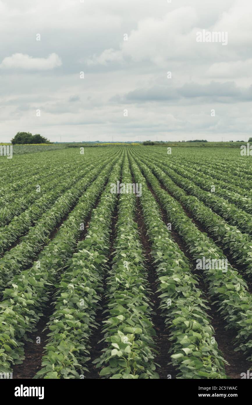 Rangées de cultures de soja cultivées dans le champ en perspective décroissante Banque D'Images