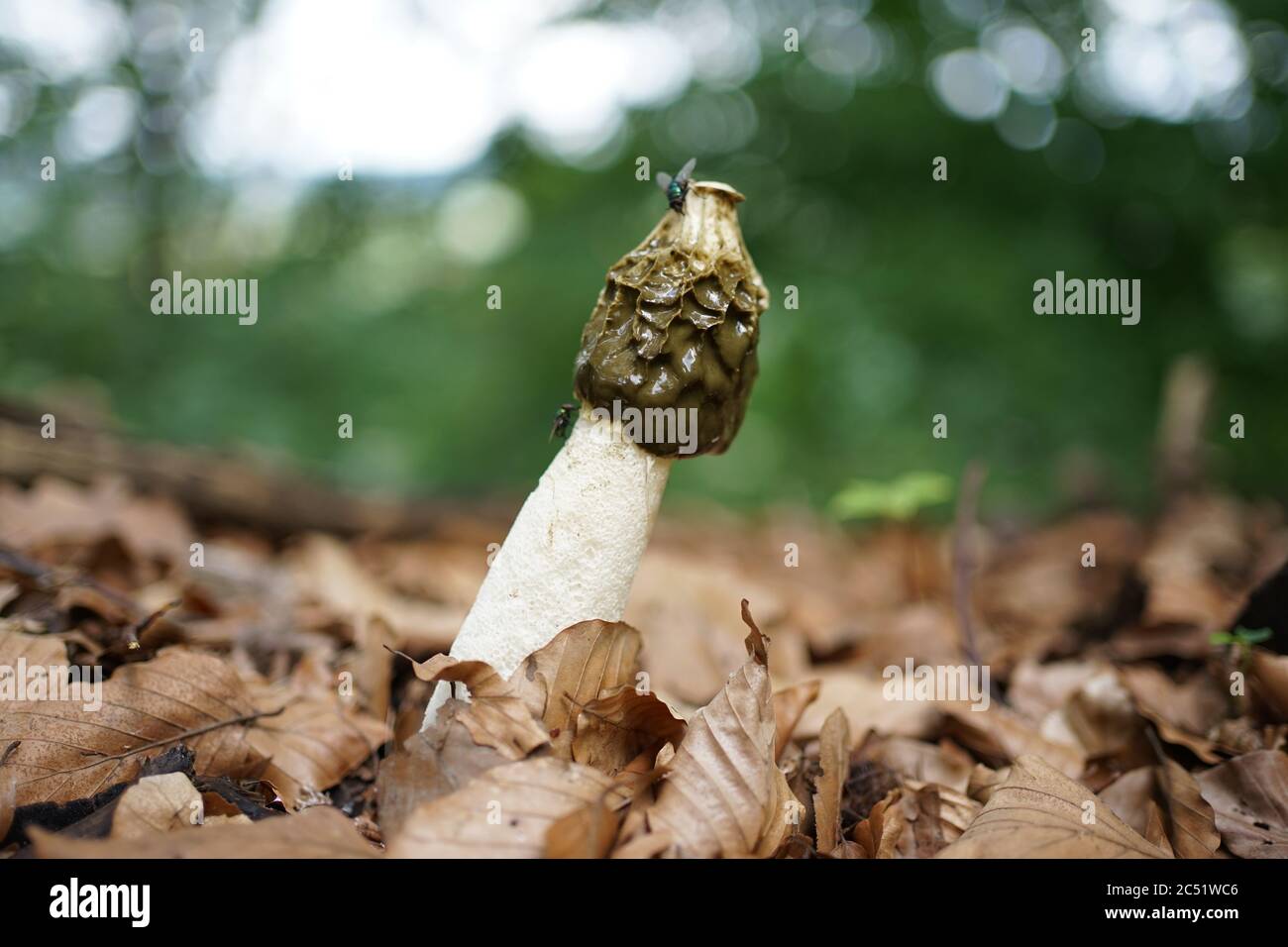 Gros plan de phallus impudicus, connu familièrement comme le stinhorn commun, est un champignon répandu reconnaissable pour son odeur nauséabonde et sa forme phallique Banque D'Images