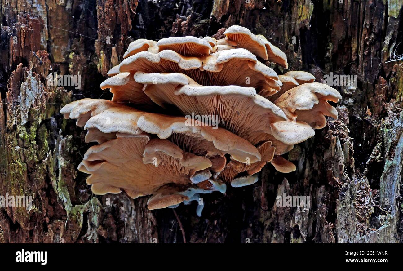 Les champignons de support qui poussent sur l'arbre dans la forêt Banque D'Images