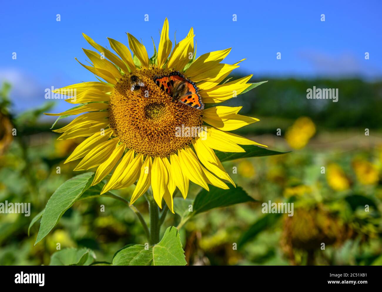 Tournesol unique contre un champ de tournesol avec abeille bourdonneuse et papillon Tortoiseshell Banque D'Images