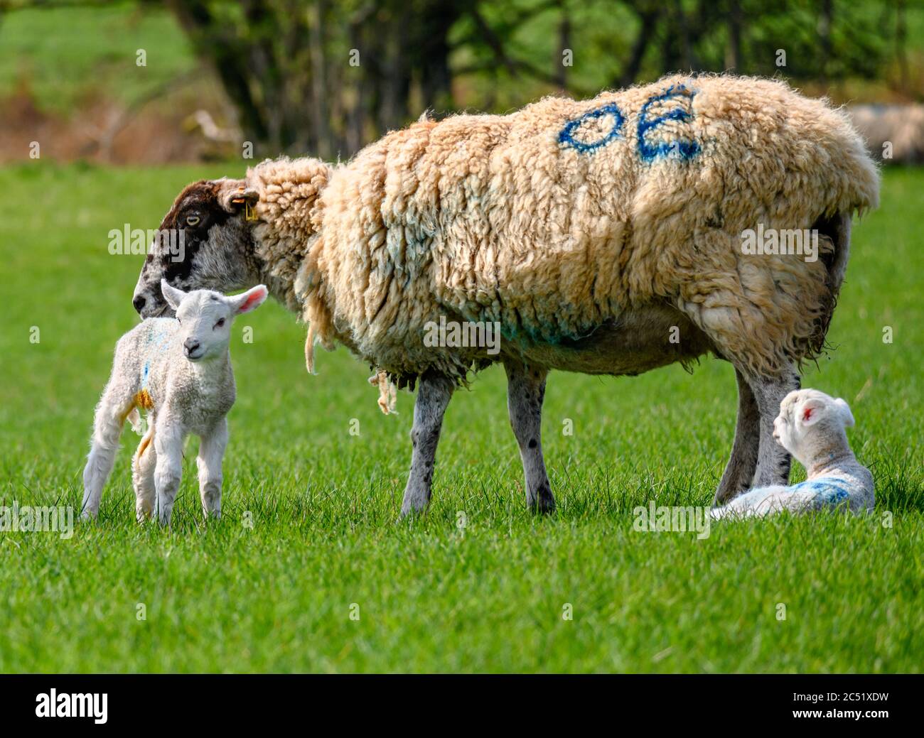 Brebis et agneaux jumeaux nés récemment Banque D'Images