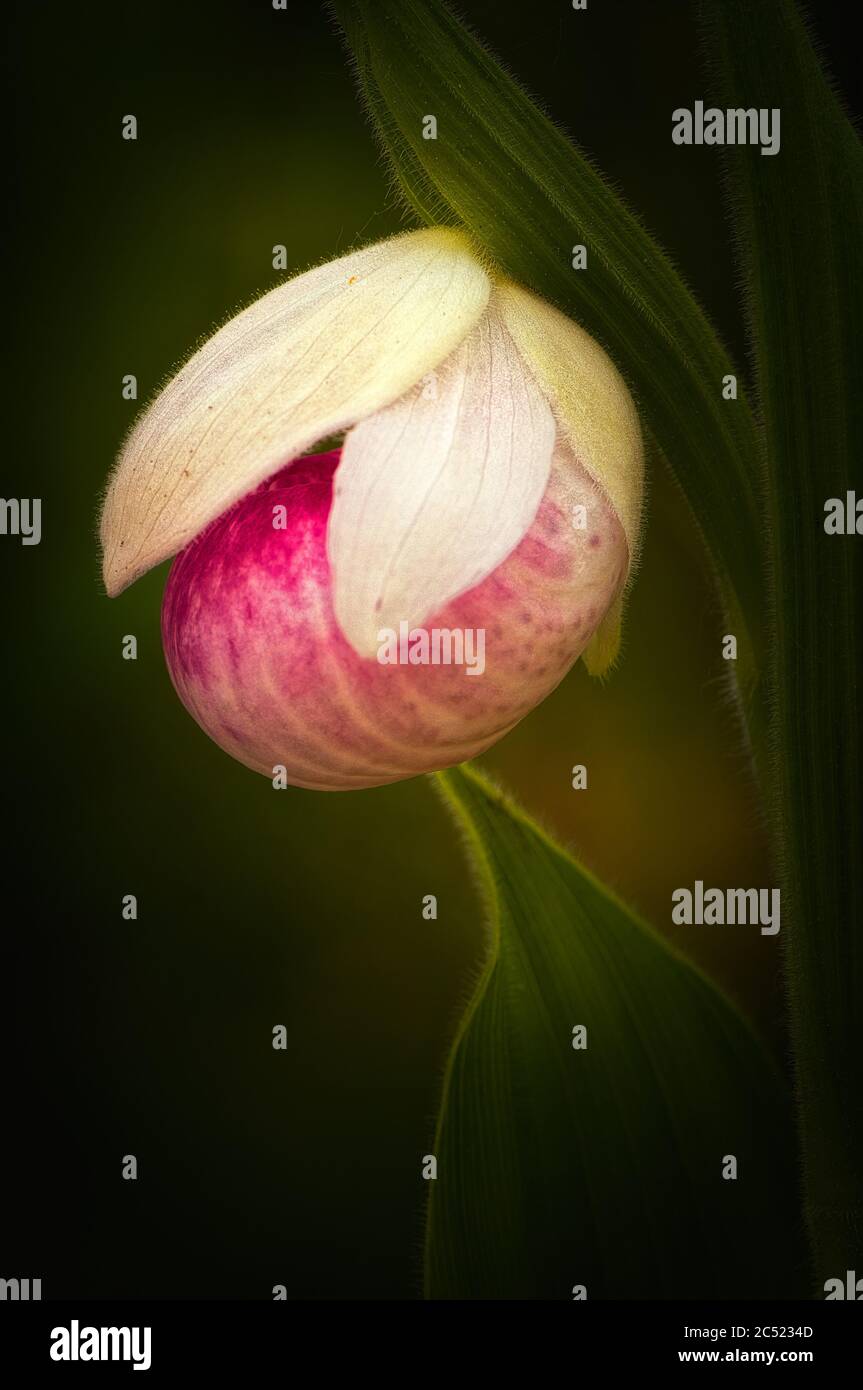Portrait intime de la slipper de la femme (Cypripedium reginae), Michigan Banque D'Images
