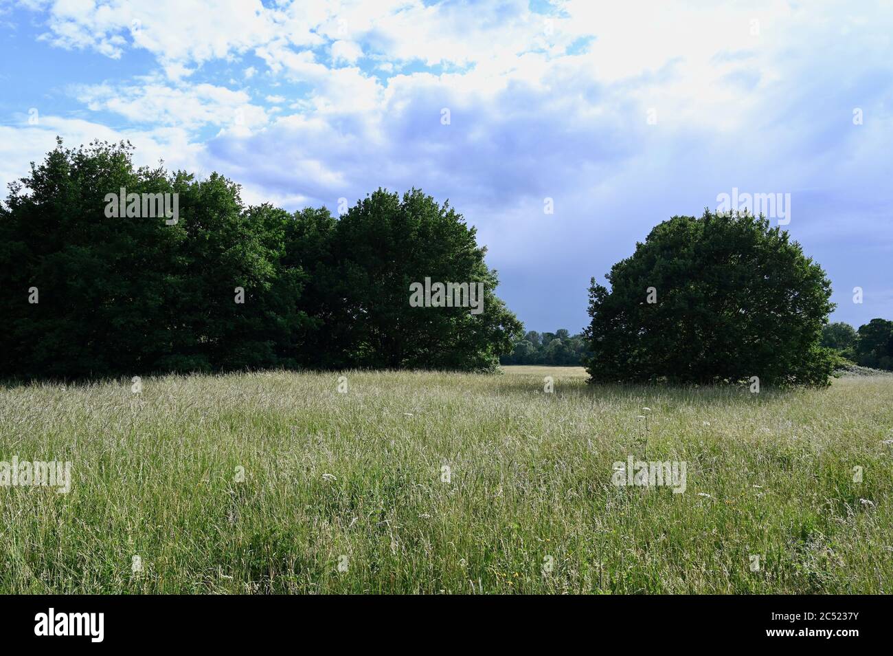 Foots Cray Meadows, réserve naturelle, Sidcup, Kent. ROYAUME-UNI Banque D'Images
