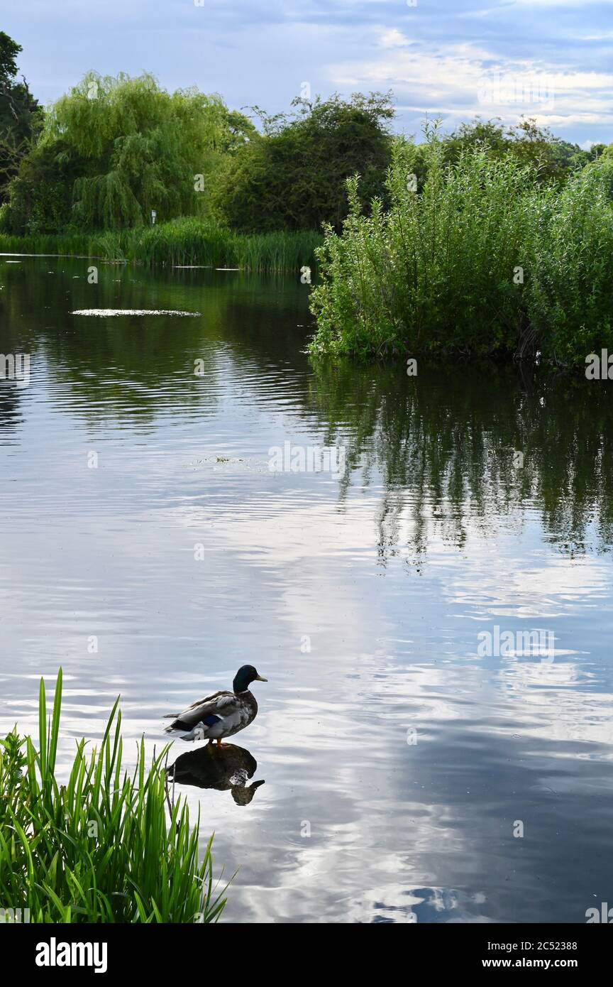 Canard colvert. Foots Cray Meadows, Sidcup, Kent. ROYAUME-UNI Banque D'Images