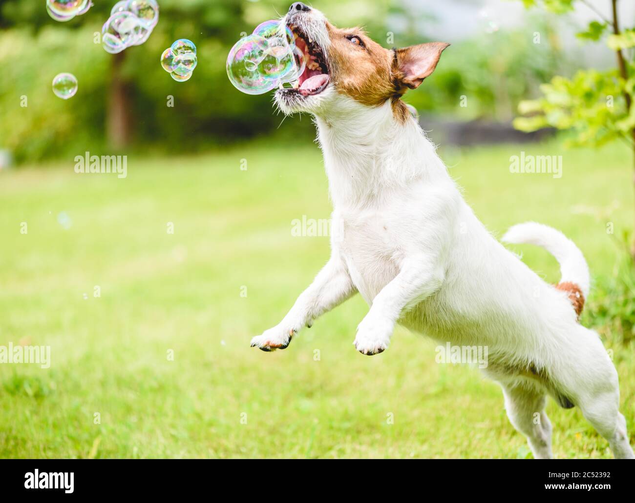 Chien domestique drôle jouant avec des bulles de savon sur la pelouse de cour arrière le jour ensoleillé d'été Banque D'Images