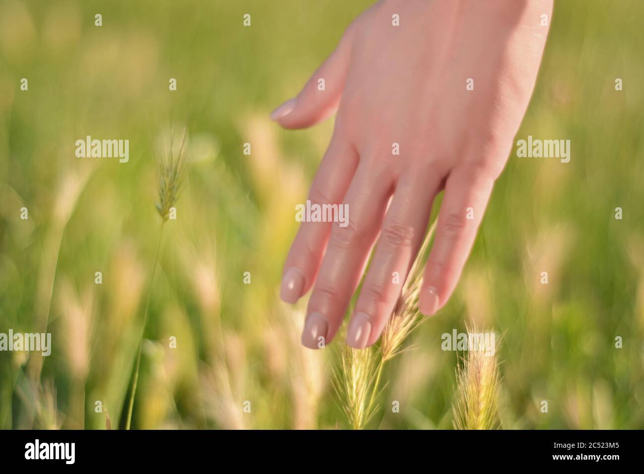 Femme main touchant l'herbe verte dans un champ lors d'une journée ensoleillée d'été. Concept de relaxation dans la nature. Copier l'espace pour la conception ou le texte Banque D'Images