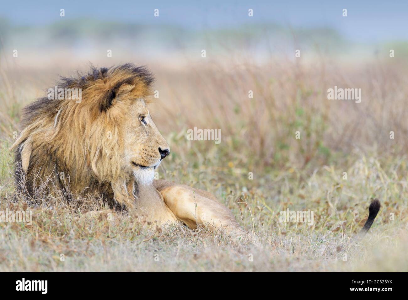 Lion africain (Panthera leo) mâle couché sur savane, regardant le récit émouvant, zone de conservation de Ngorongoro, Tanzanie. Banque D'Images