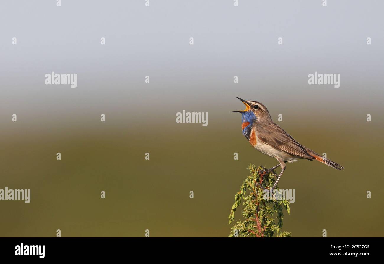 Bluethroat, Luscinia svecica, chant de Juniper Banque D'Images