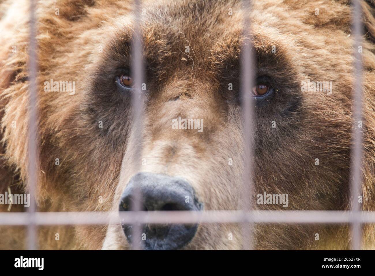 Ours grizzli en cage derrière les bars Banque D'Images