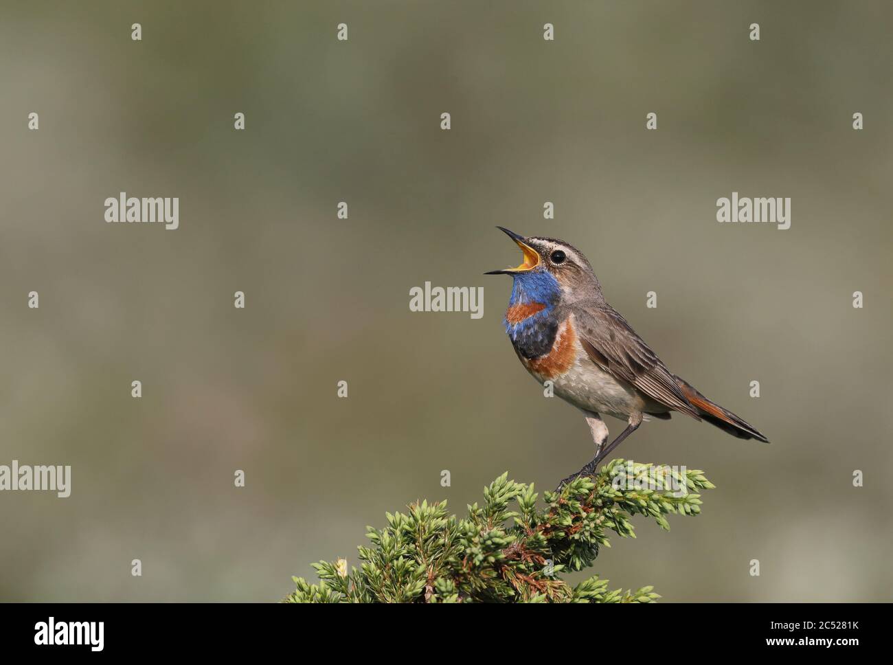 Bluethroat, Luscinia svecica, chant de Juniper Banque D'Images