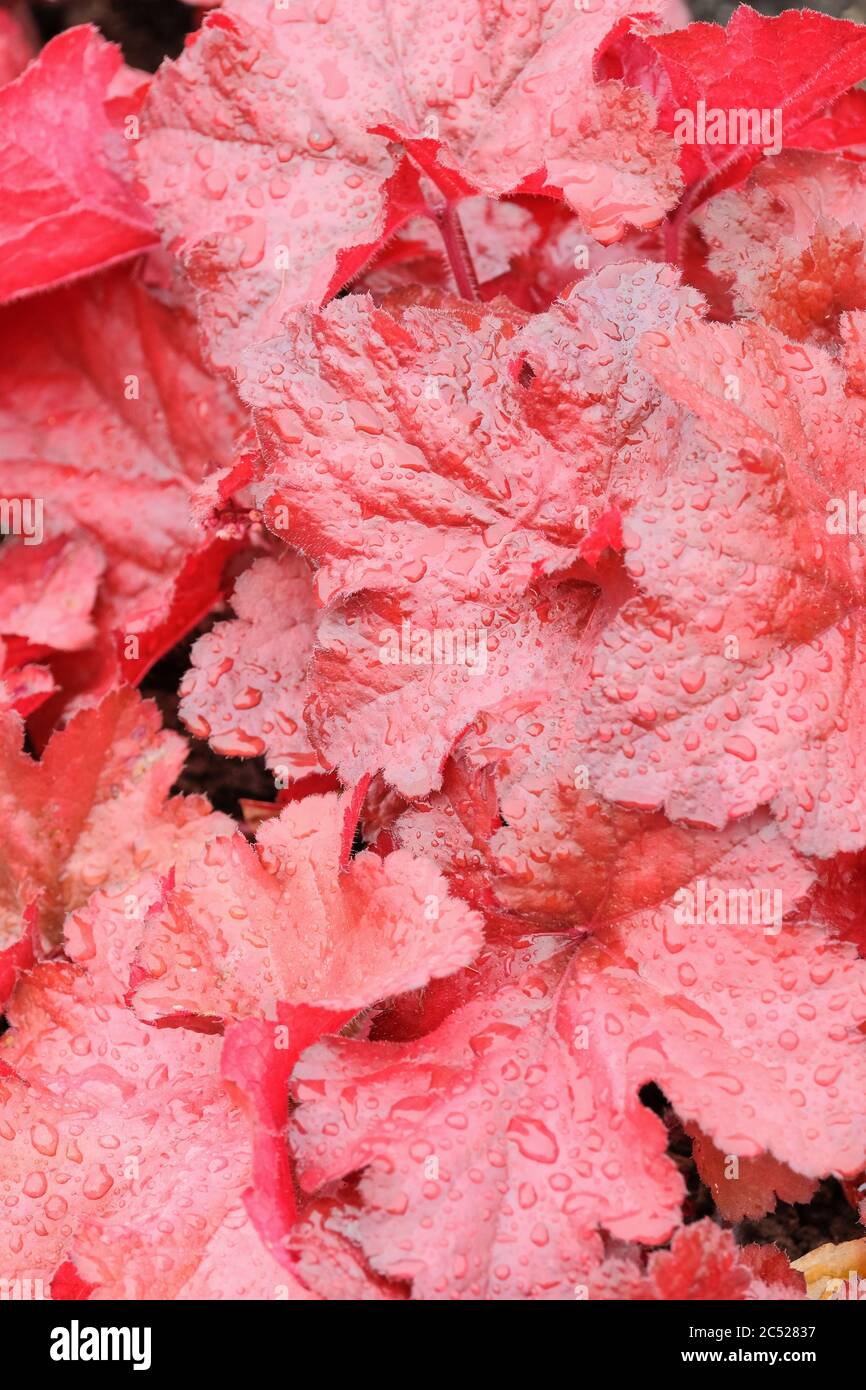 Feuillage rouge-Bourgogne de Heuchera 'Forever Red'. Cloche de corail, racine d'Alum, coquillages de corail Banque D'Images