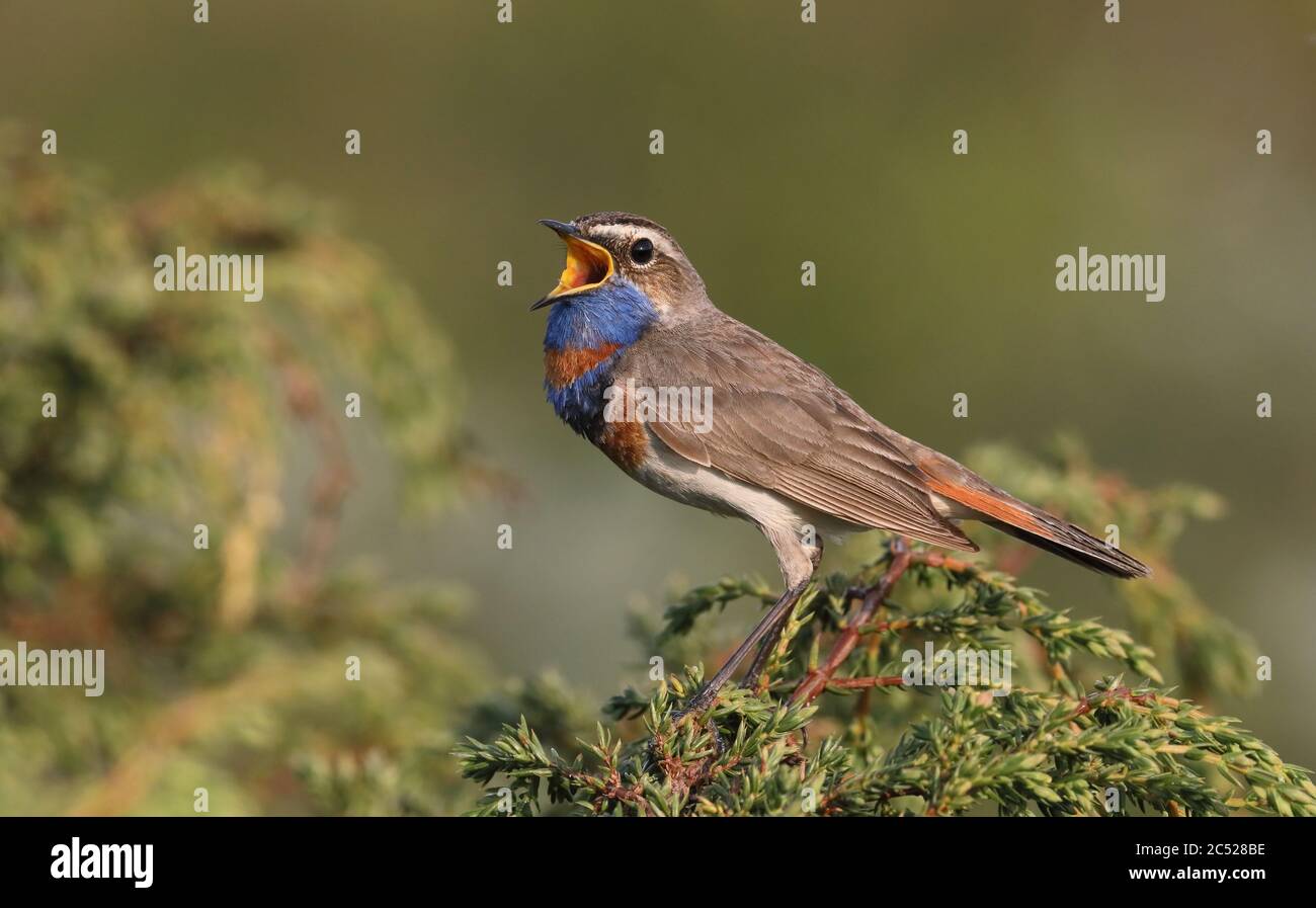 Bluethroat, Luscinia svecica, chant de Juniper Tree Banque D'Images