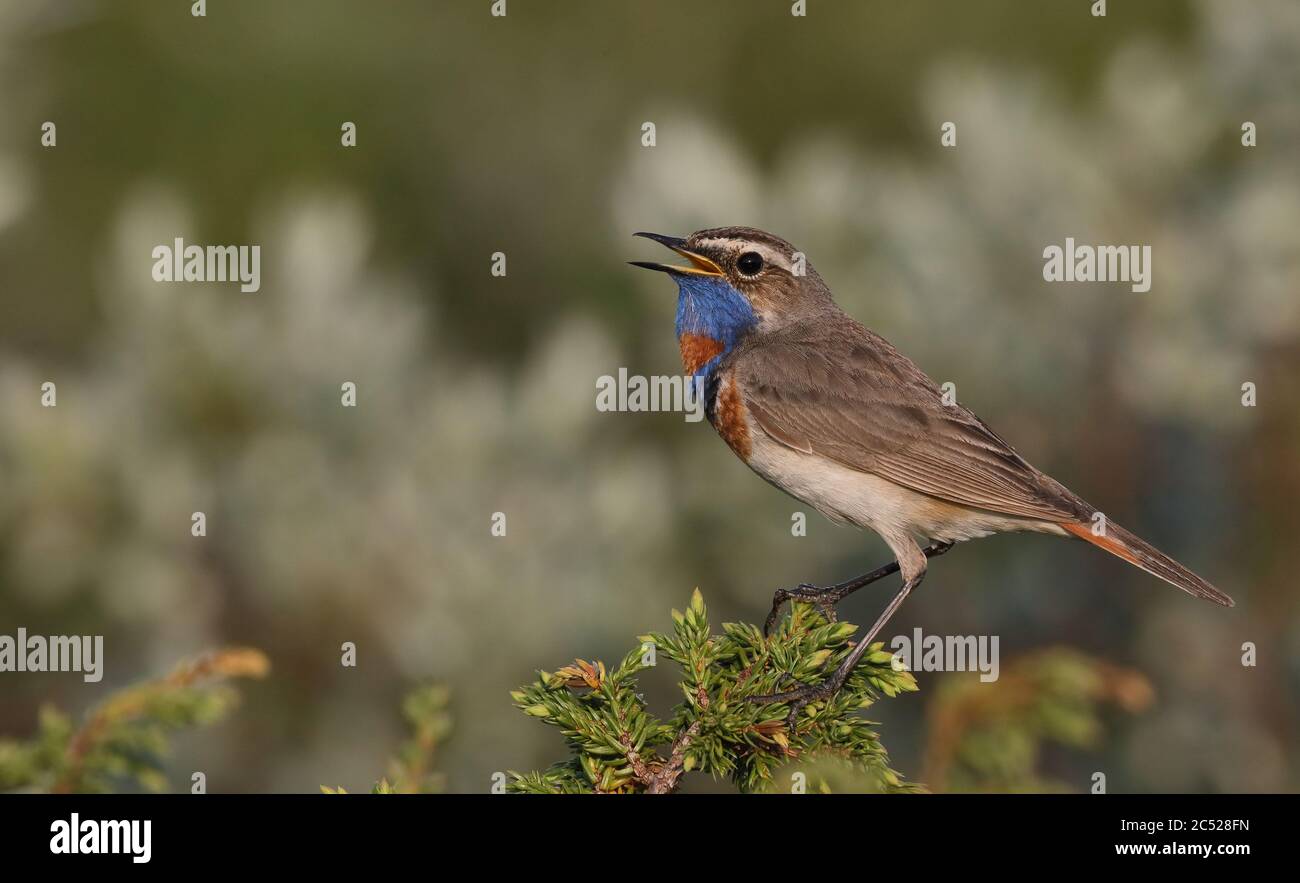 Bluethroat, Luscinia svecica, chant de Juniper Banque D'Images