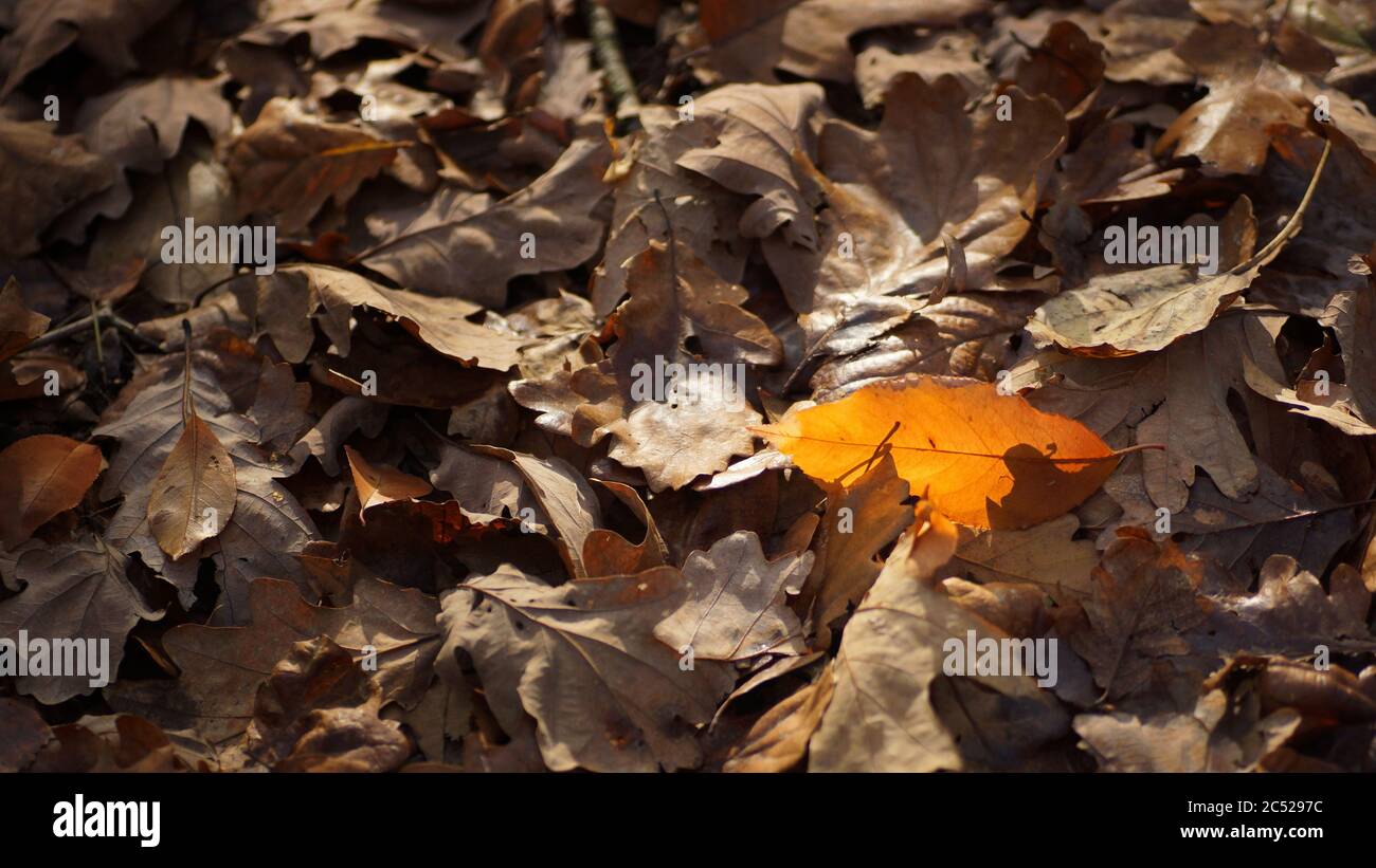 Feuilles tombées, une feuille colorée parmi beaucoup de feuilles grises, plancher forestier de novembre Banque D'Images