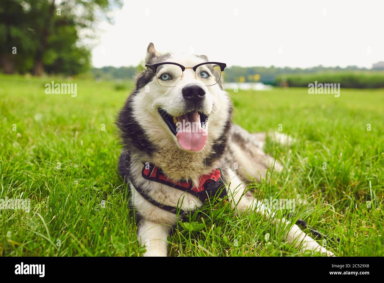 Un chien Husky intelligent en lunettes regarde la caméra tout en étant allongé sur l'herbe dans la nature Banque D'Images