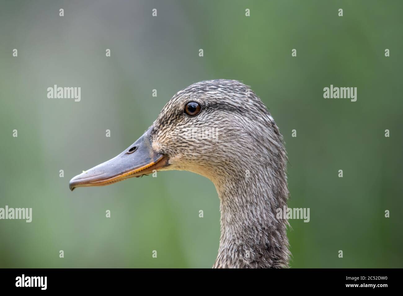 Vue en gros plan du visage d'une femelle Mallard, avec un arrière-plan vert. Des taches de végétation du lac peuvent être vues sur son bec. Banque D'Images