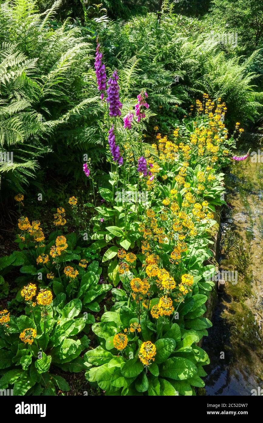 Belle scène de jardin avec des fleurs de premrose jaune pousse dans les fougères de rive de jardin Primula bulleyana Banque D'Images