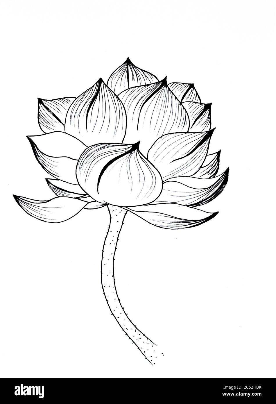 L'art d'origine, de l'aquarelle de lotus, la peinture de style asiatique Banque D'Images