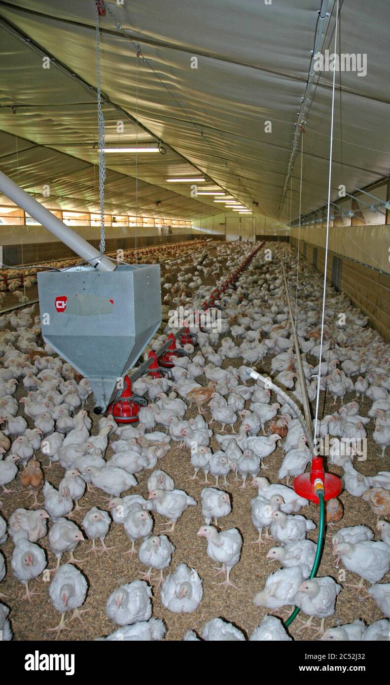 Dans une maison de gril de gamme libre. Poulets spécialement élevés en croisant le poulet de viande avec le grand poulet pontant pour produire un poulet de viande qui se situe dans la fourchette. Banque D'Images