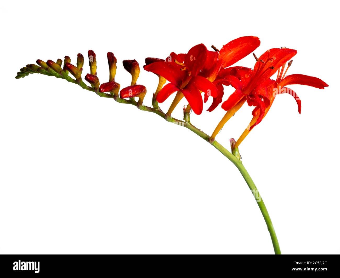 Fleurs rouges d'été de la Crocosmia vivace sur fond blanc Banque D'Images