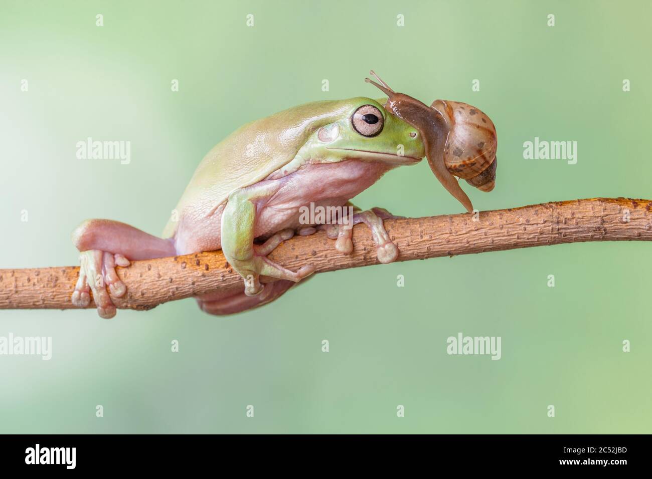 Escargot rampant sur le visage d'une grenouille d'arbre sur une branche, Indonésie Banque D'Images