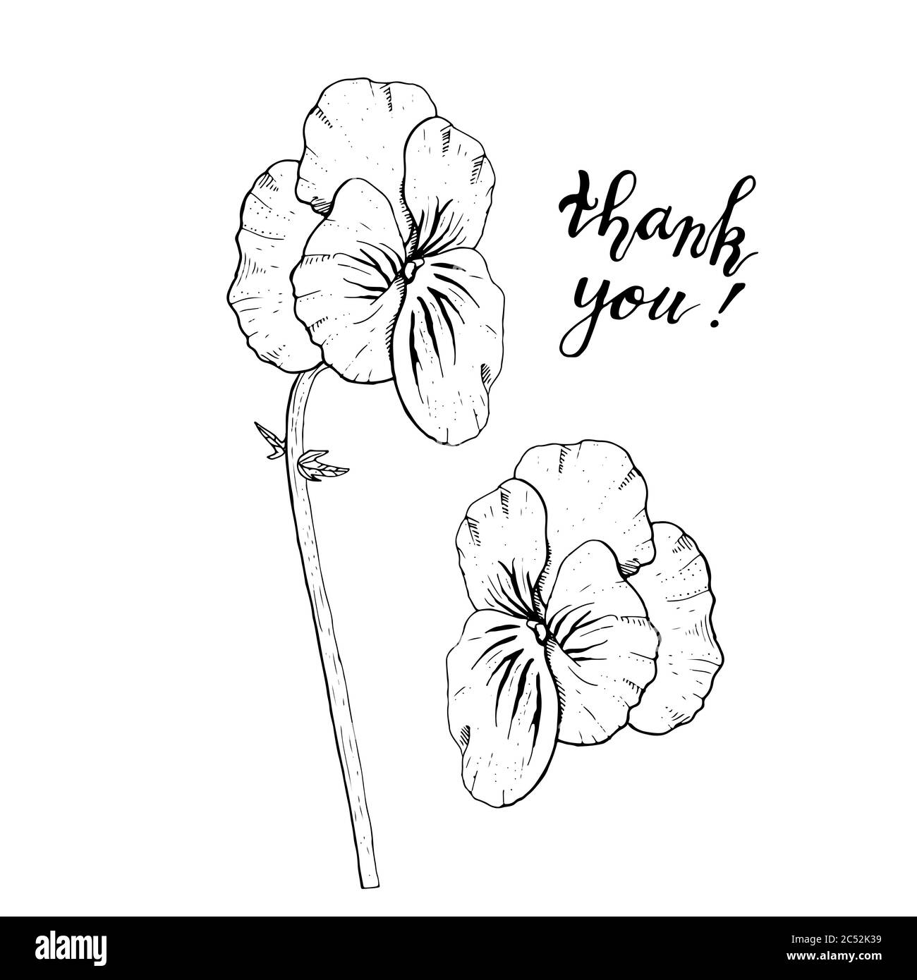 Cliquez sur des fleurs de pansy monochromes dessinées à la main. Élément à motif fleuri. Vue latérale. Isolé sur fond blanc. Vecteur Illustration de Vecteur