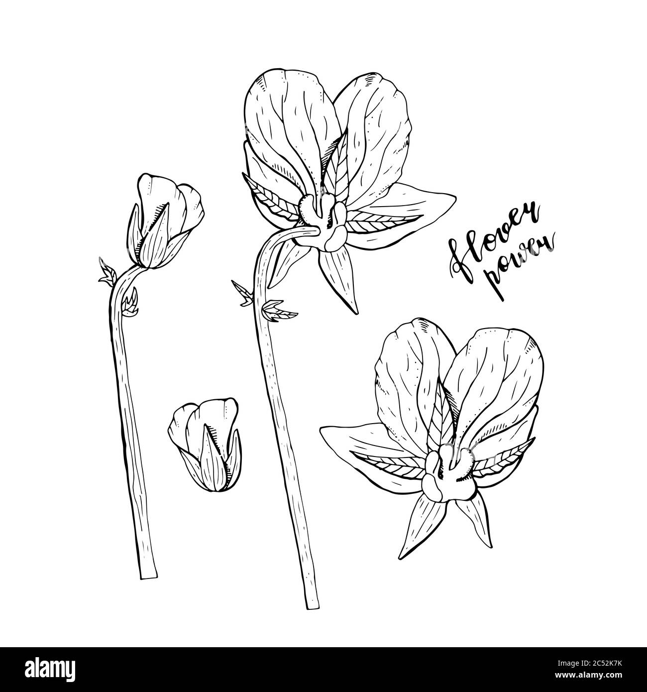 Fleurs de pansy dessinées à la main, clipart monochrome. Élément à motif fleuri. Vue arrière. Isolé sur fond blanc. Vecteur Illustration de Vecteur