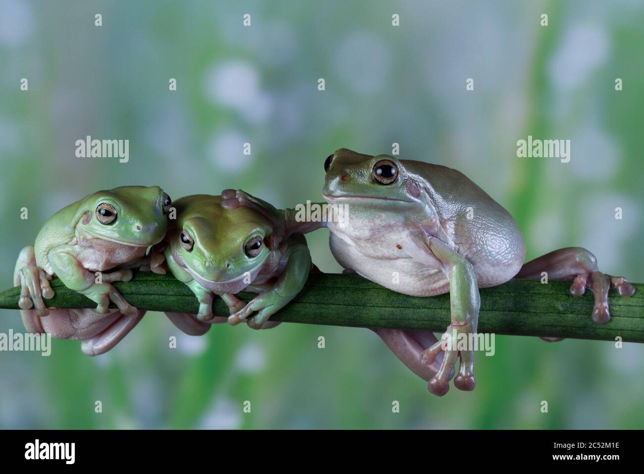 Trois grenouilles d'arbre blanc australien, en Indonésie, sont côte à côte Banque D'Images