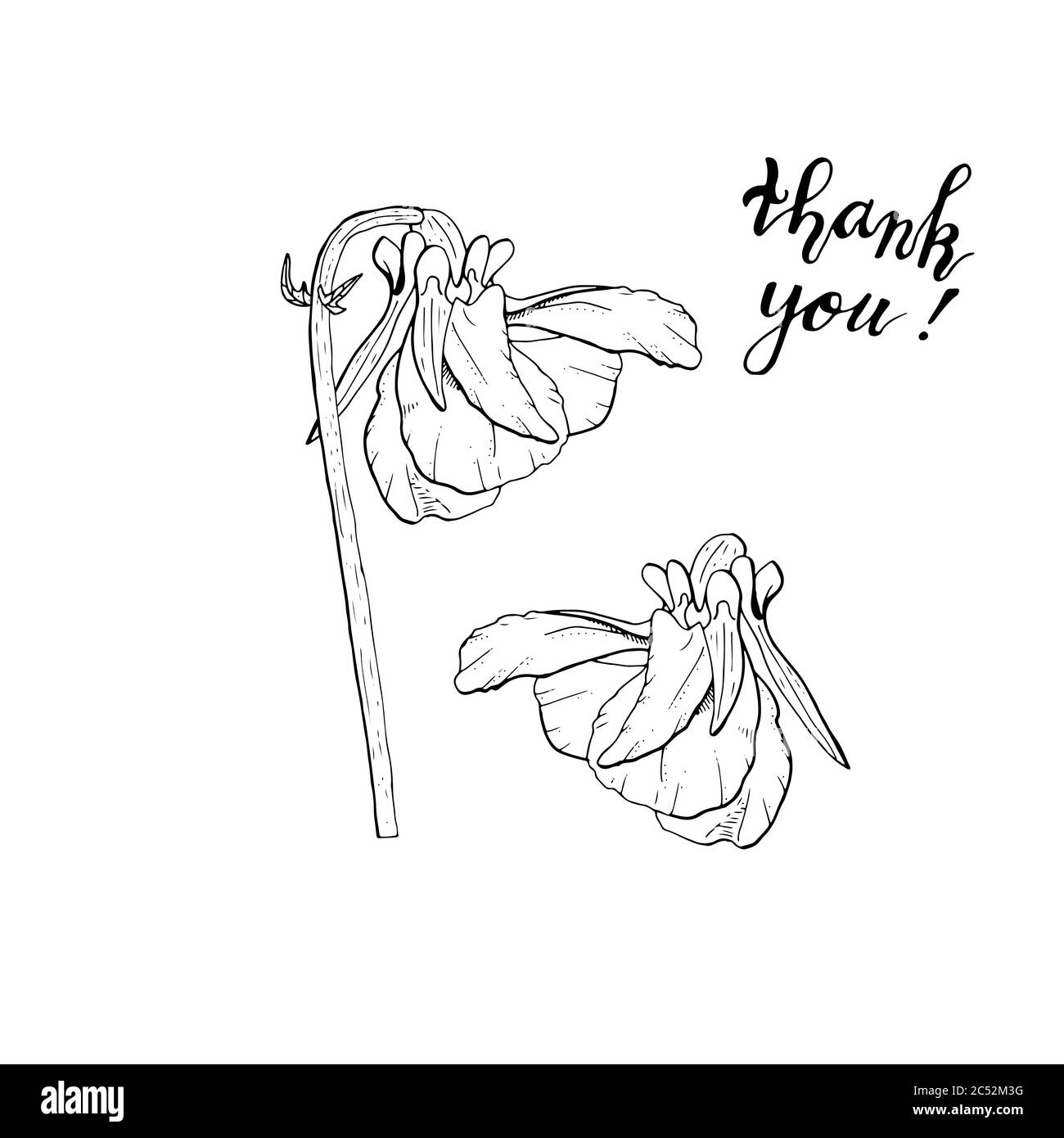 Cliquez sur des fleurs de pansy monochromes dessinées à la main. Élément à motif fleuri. Vue latérale. Isolé sur fond blanc. Vecteur Illustration de Vecteur