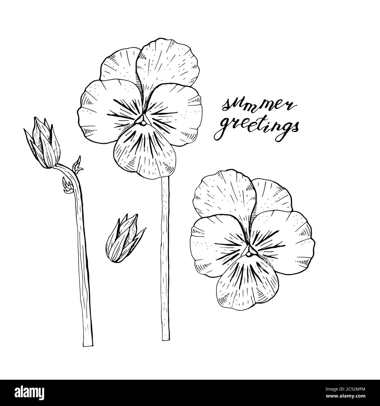 Cliquez sur des fleurs de pansy dessinées à la main. Élément à motif fleuri. Isolé sur fond blanc. Vecteur Illustration de Vecteur