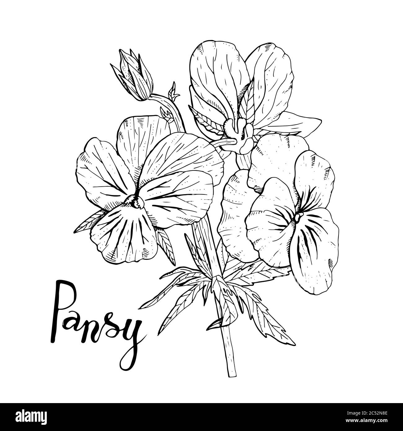 Cliquez sur des fleurs de pansy dessinées à la main. Élément à motif fleuri. Isolé sur fond blanc. Vecteur Illustration de Vecteur