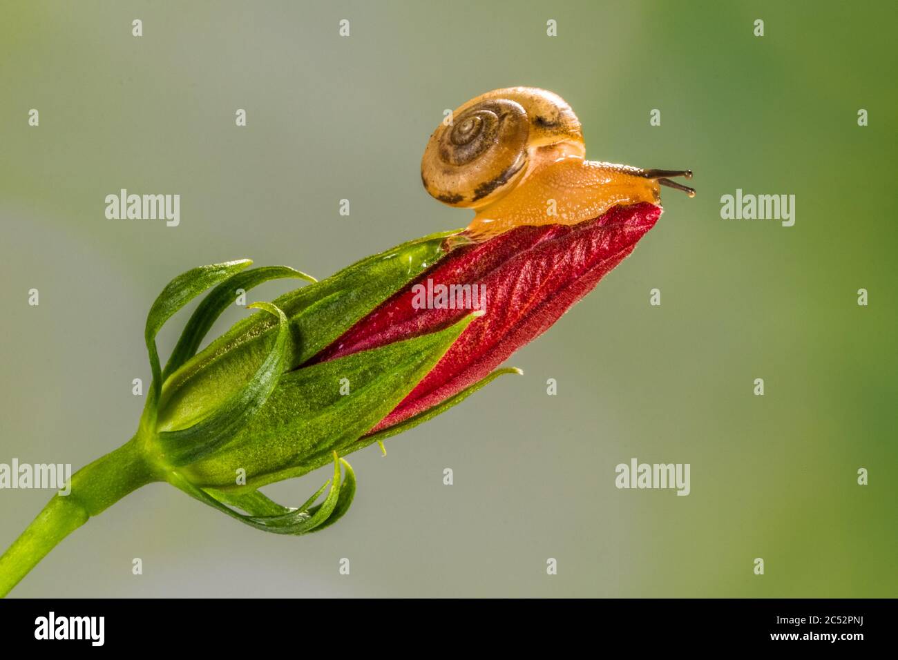 Gros plan d'un escargot sur une fleur, Indonésie Banque D'Images