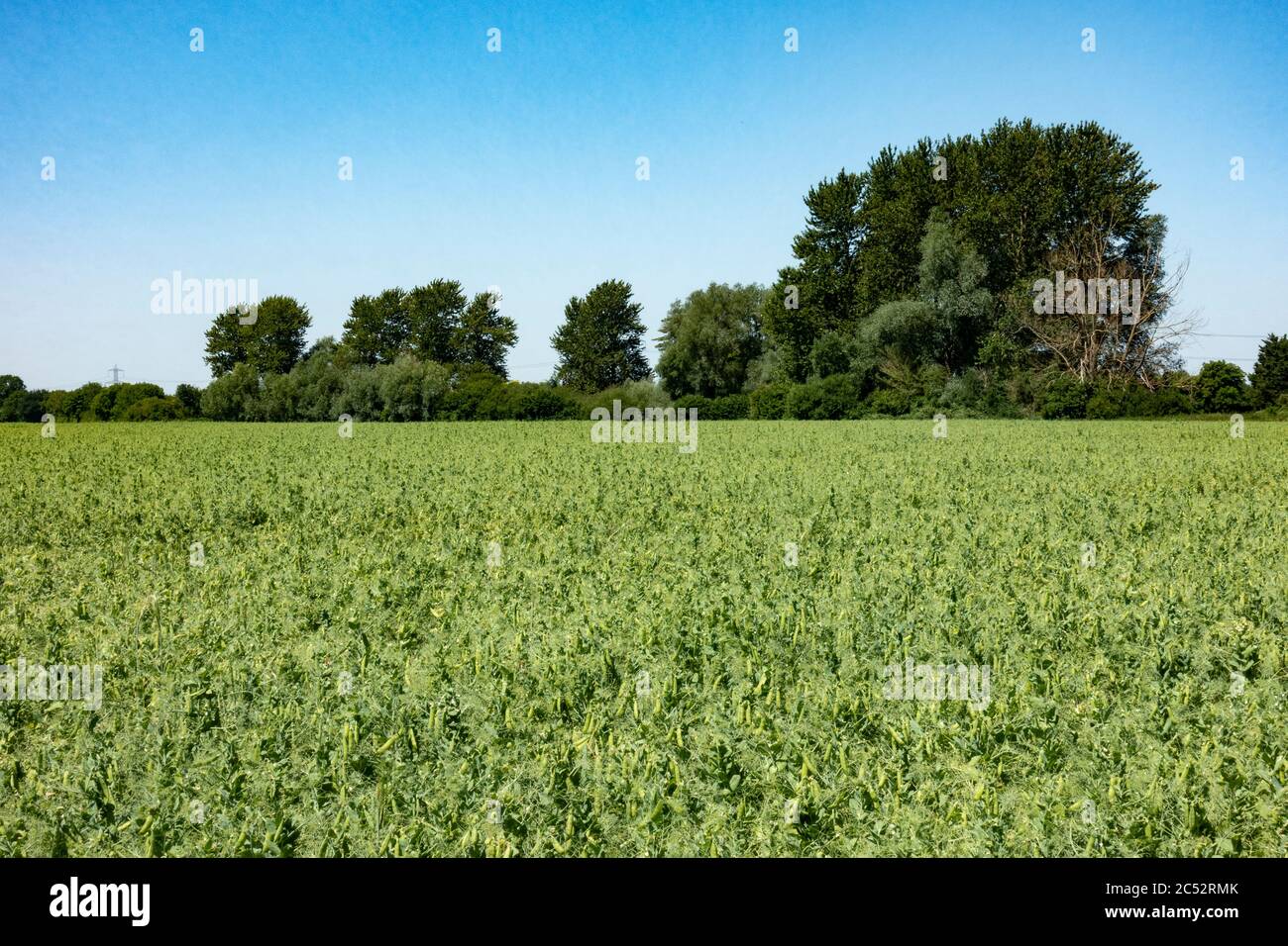 Culture de pois dans un champ de fermiers. Banque D'Images