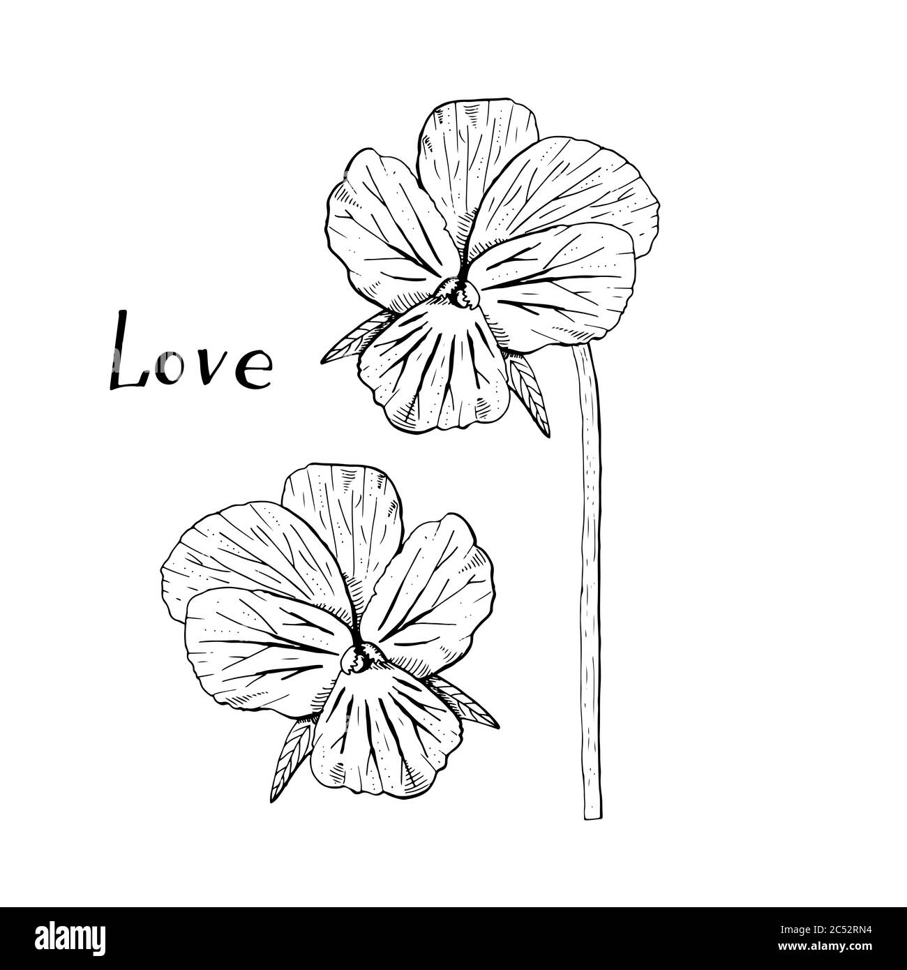 Fleurs de pansy dessinées à la main, clipart monochrome. Élément à motif fleuri. Isolé sur fond blanc. Vecteur Illustration de Vecteur