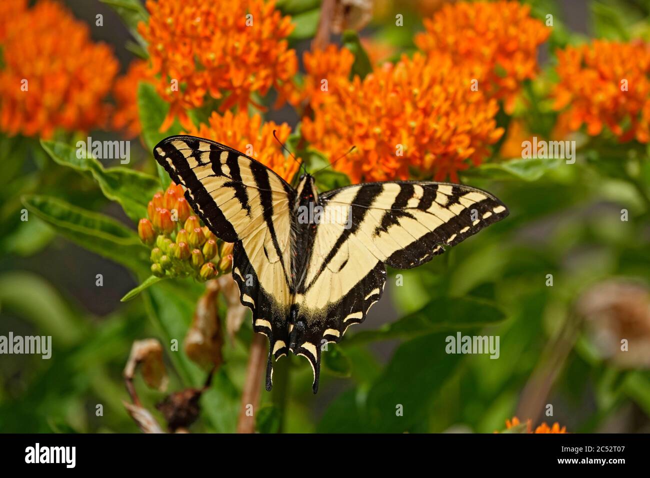 Un papillon à queue d'alpage de tigre occidental sirotant du nectar d'une fleur dans un grand jardin de fleurs de la vallée de Willamette, Oregon. Banque D'Images