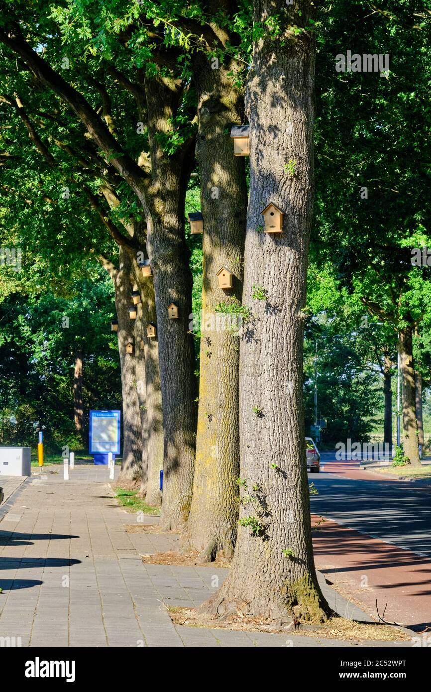 Rangée de vieux chênes avec des maisons d'oiseaux pour attirer les oiseaux pour combattre la chenille processive de chêne. Printemps ensoleillé avec des feuilles fraîches de vert clair. Pays-Bas Banque D'Images