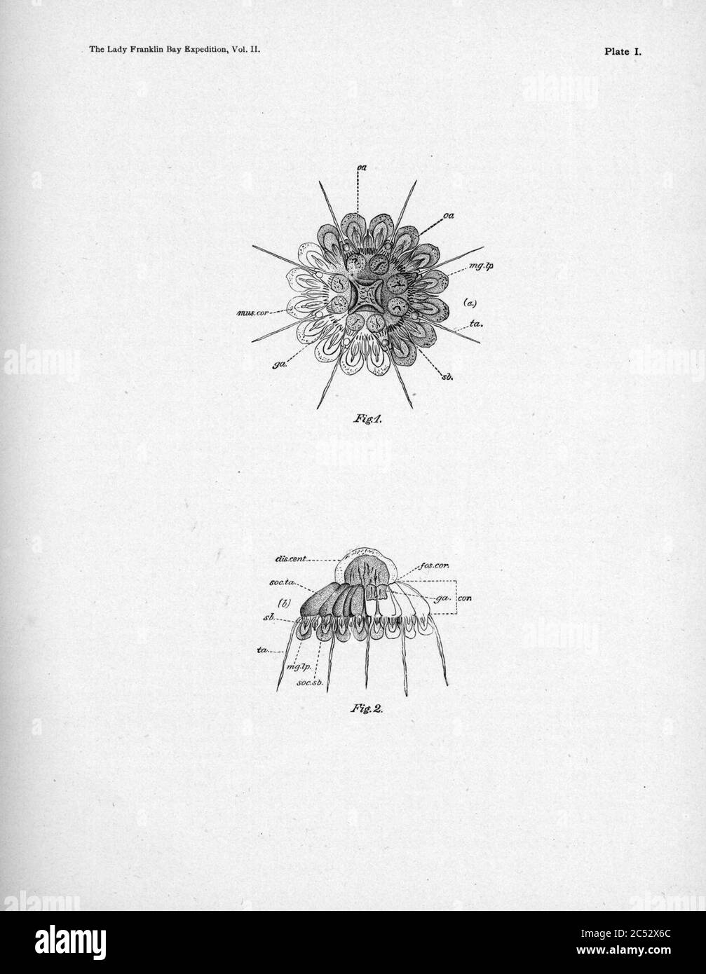 IPY-conger2 plaque-1. Banque D'Images