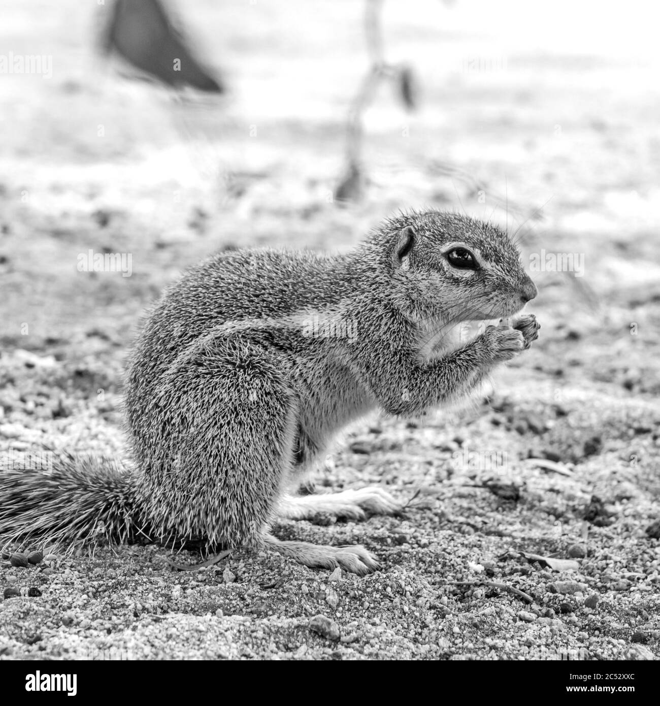 Un écureuil de la terre de cap, Xerus Inauris, en Monochrome, dans le terrain de camp du Parc national des Augrabies, Cap Nord, Afrique du Sud Banque D'Images