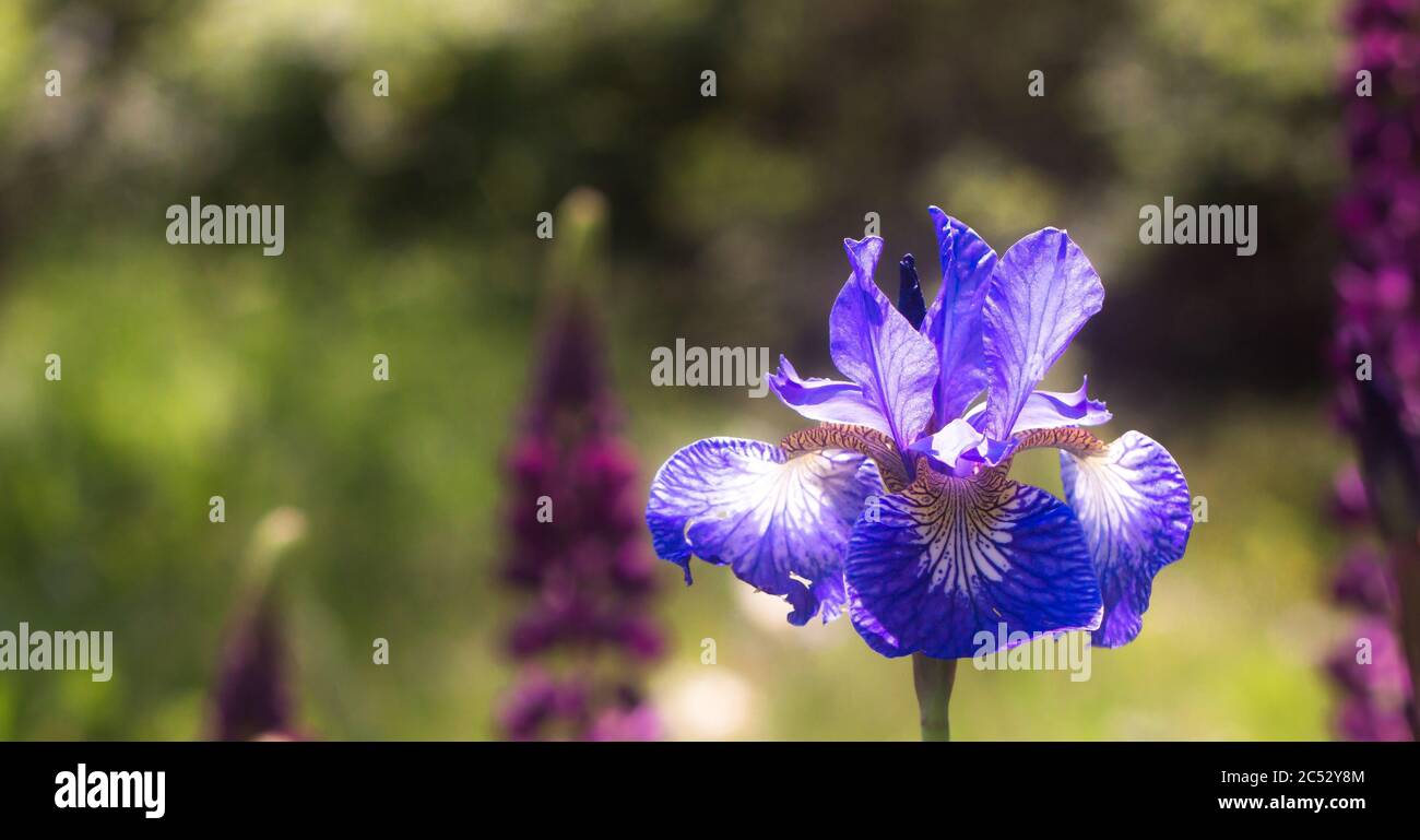 Iris versicolor est un drapeau herbacé vivace plantblue sur fond vert flou Banque D'Images