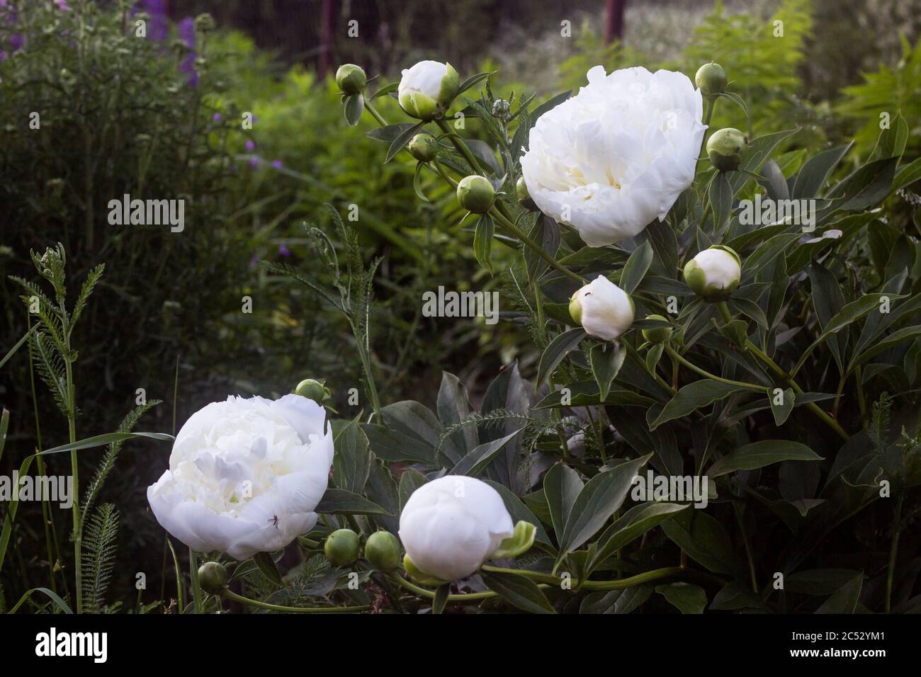 inflorescences de pivoines blanches, en pleine floraison et bourgeons non ouverts, défocusing de fond, concentration sélective, manque de personnes Banque D'Images
