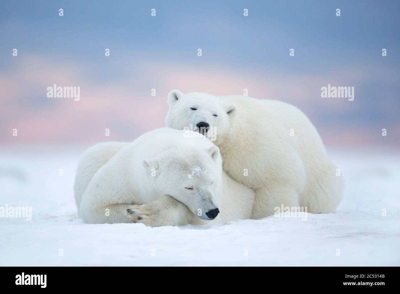 Deux ours polaires dormant dans la neige, Alaska, États-Unis Banque D'Images