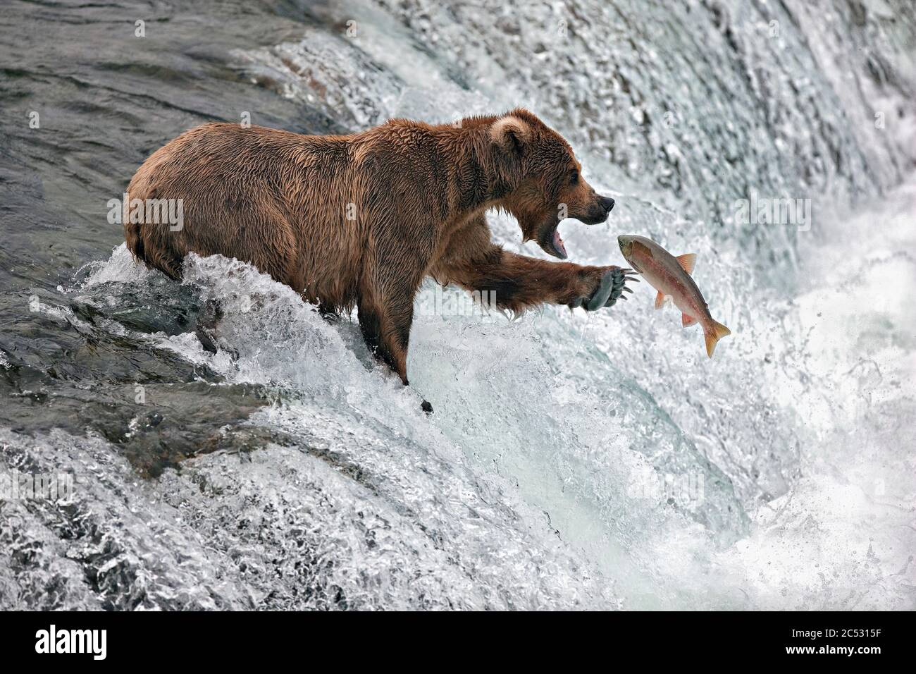 Ours brun debout dans une rivière qui attrape un saumon, Alaska, États-Unis Banque D'Images