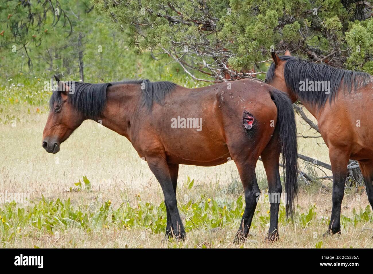 Les chevaux sauvages du sanctuaire équestre sauvage de Ochoco Mountain dans les montagnes Ochoco du centre de l'Oregon, flânent librement sur des milliers d'hectares de pins, de sapins, d'an Banque D'Images