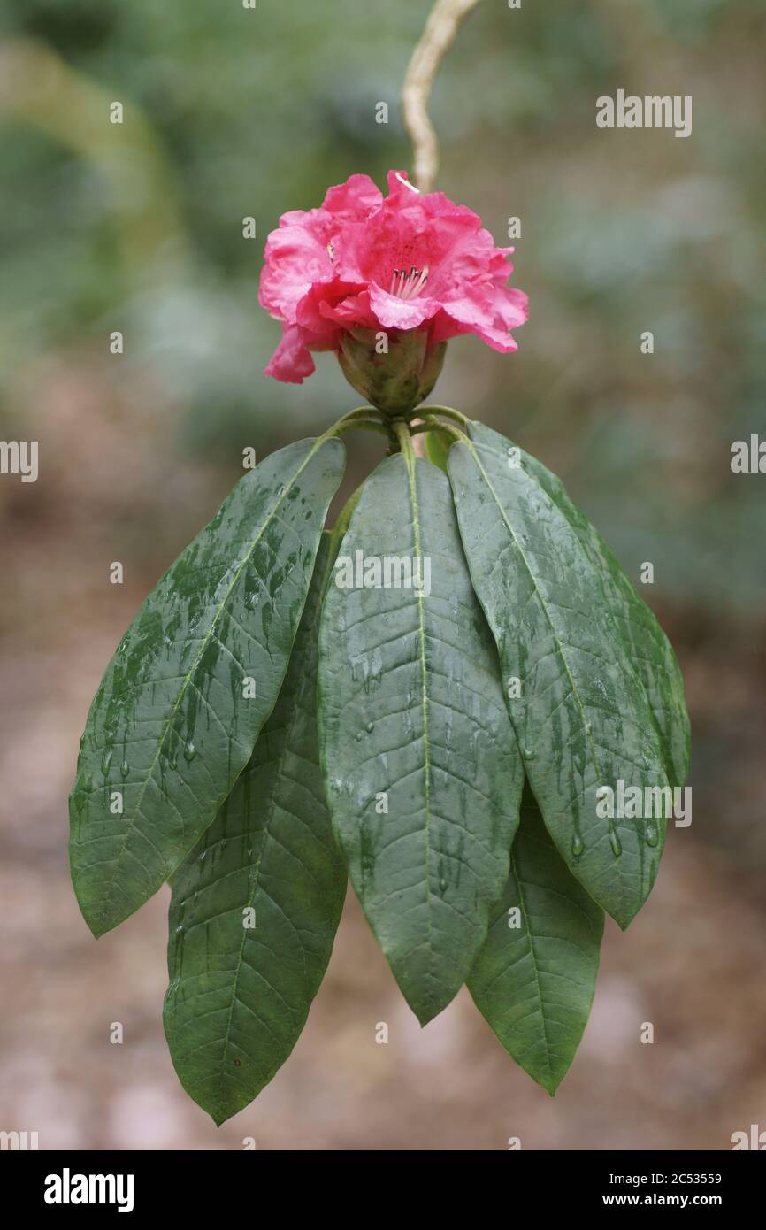 Rhododendron Banque D'Images